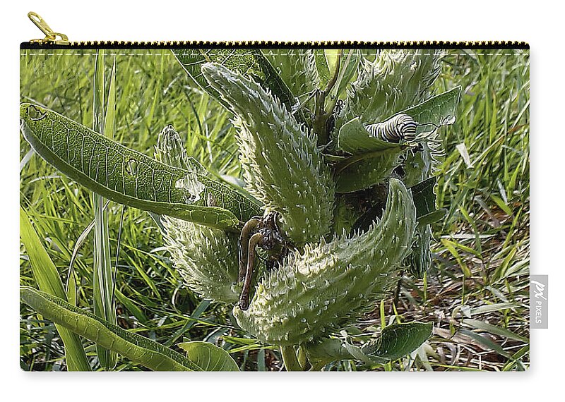 Monarch Caterpillar Zip Pouch featuring the photograph Monarch Caterpillar On Milkweed Pod by Flees Photos