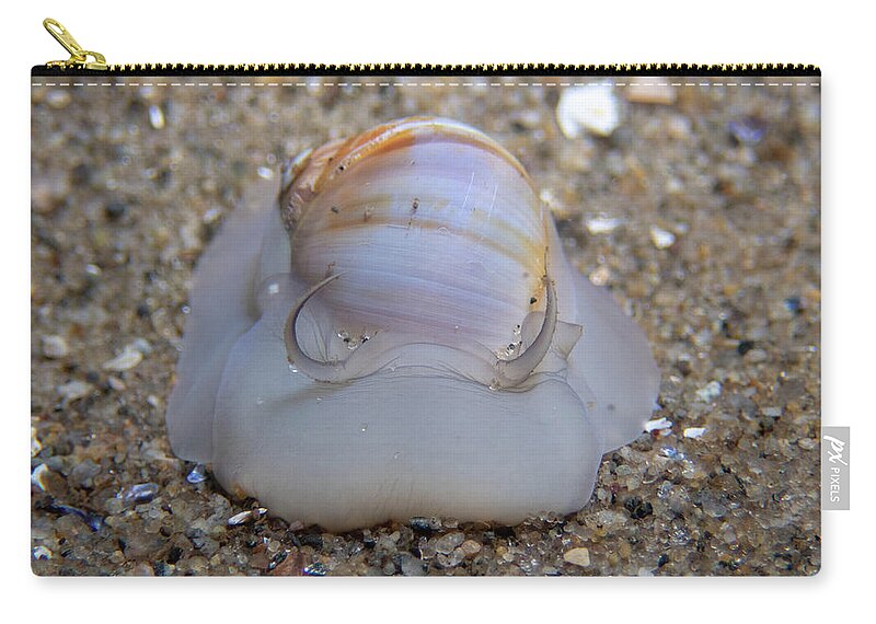 Snail Zip Pouch featuring the photograph Moon snail by Brian Weber