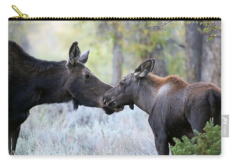 Cow Zip Pouch featuring the photograph Moose Cow and Calf One by Jean Clark