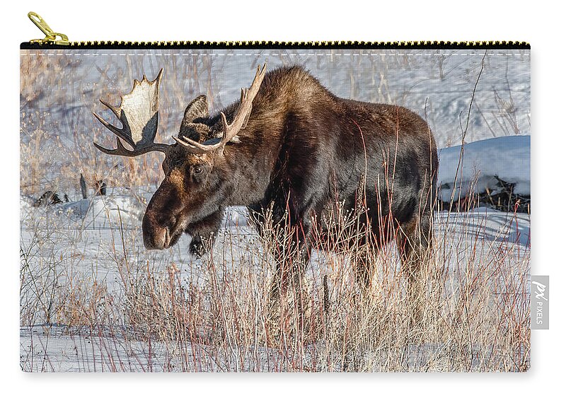 Grand Teton National Park Zip Pouch featuring the photograph Moose in the Willows, Grand Tetons by Marcy Wielfaert