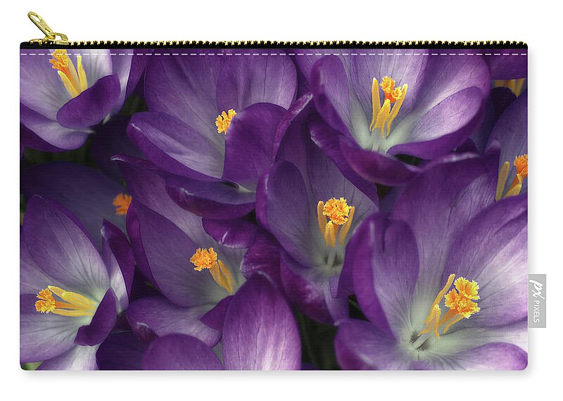Purple Zip Pouch featuring the photograph Morning Crocus by Kathi Mirto