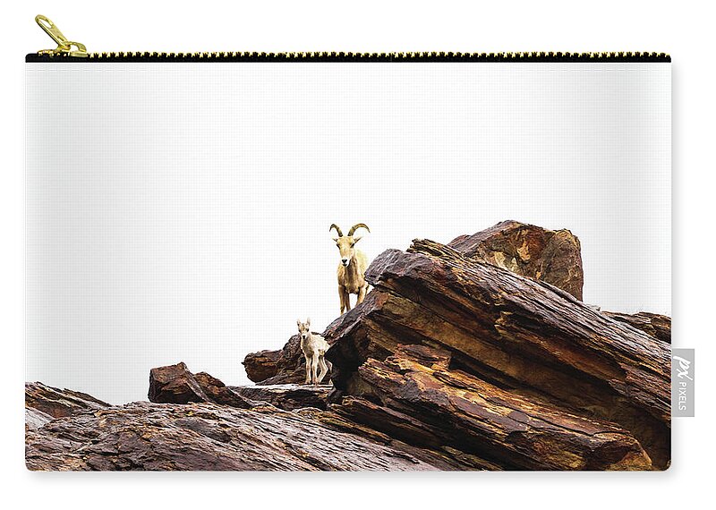 Mountain Goat Zip Pouch featuring the photograph Mountain Goat and Calf by Tahmina Watson