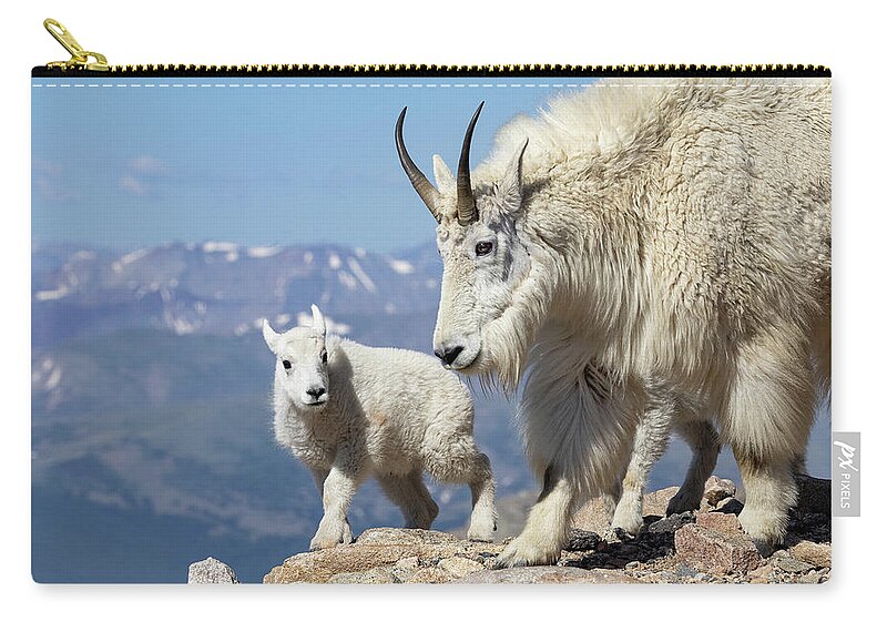 Mountain Goat Zip Pouch featuring the photograph Mountain Goat Nanny and Kid by Tony Hake