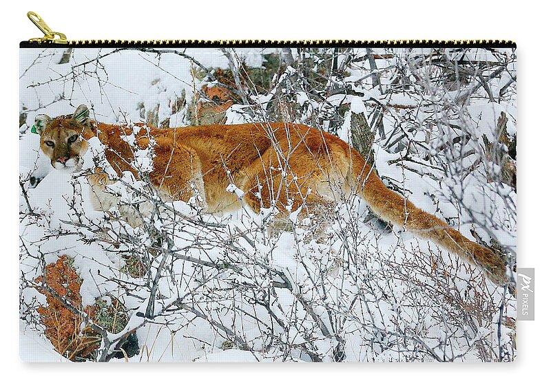 Mountain Lion Zip Pouch featuring the photograph Mountain Lion in the Snow by Rick Wilking