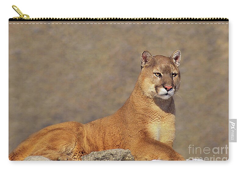 Dave Welling Zip Pouch featuring the photograph Mountain Lion On Rock Outcrop by Dave Welling