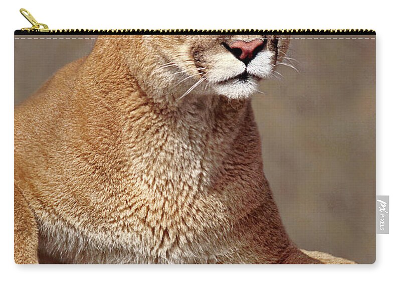 Dave Welling Zip Pouch featuring the photograph Mountain Lion Portrait Vertical by Dave Welling