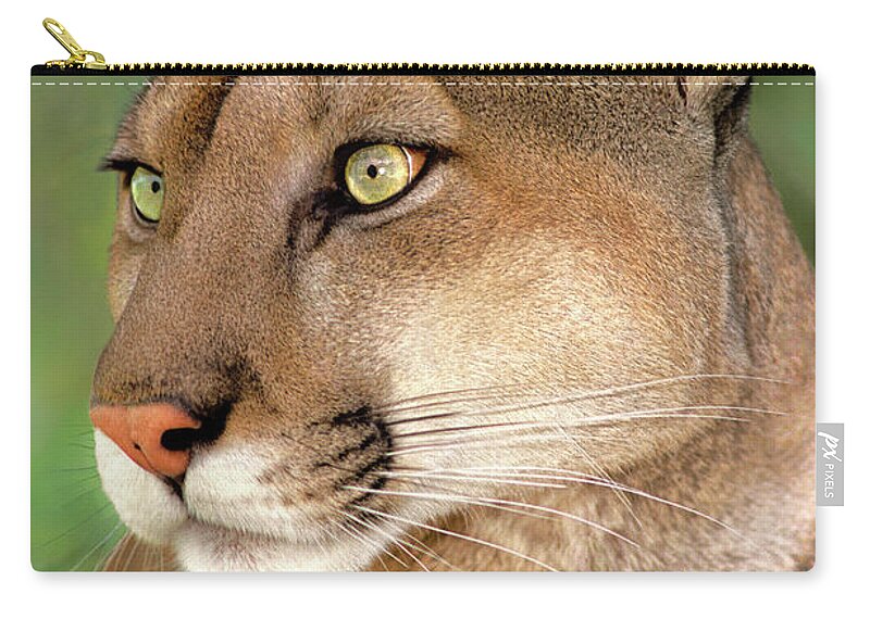 Mountain Lion Carry-all Pouch featuring the photograph Mountain Lion Portrait Wildlife Rescue by Dave Welling