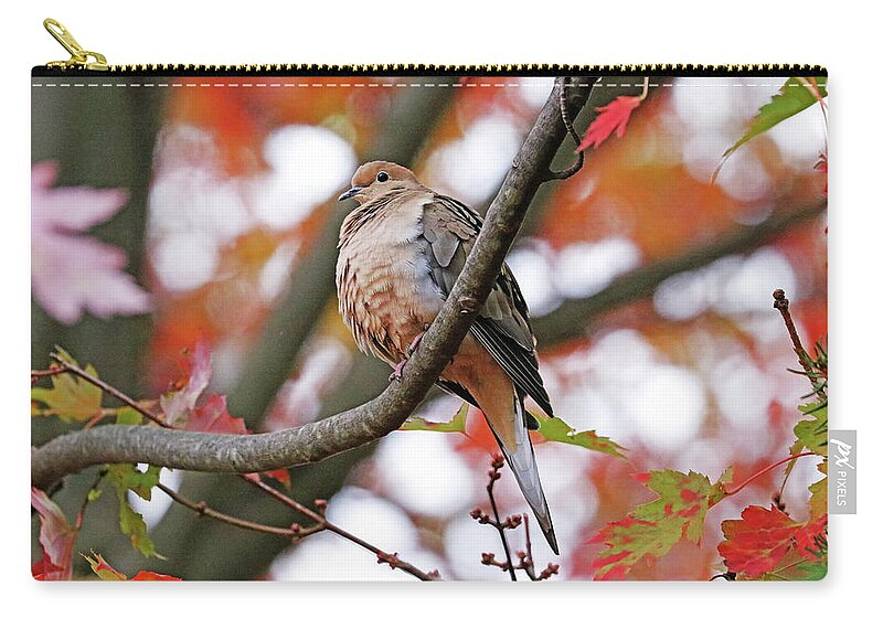 Dove Zip Pouch featuring the photograph Mourning Dove In Fall Maple Tree by Debbie Oppermann