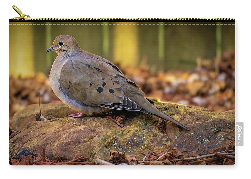 Mourning Dove Zip Pouch featuring the photograph Mourning Dove on a Rock by Jason Fink