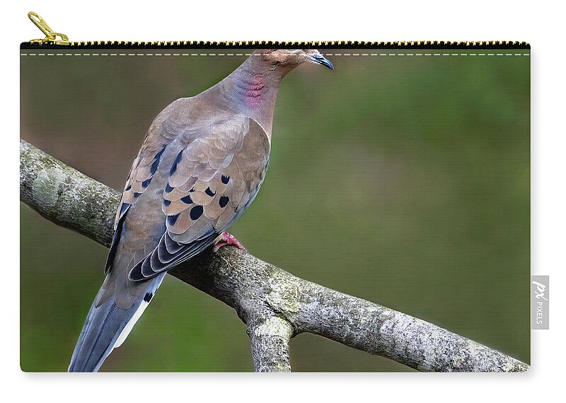 Bird Zip Pouch featuring the photograph Mourning Dove Perch by Art Cole