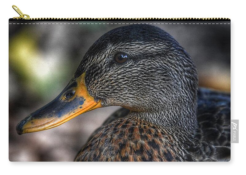 Photo Zip Pouch featuring the photograph American Black Duck by Evan Foster