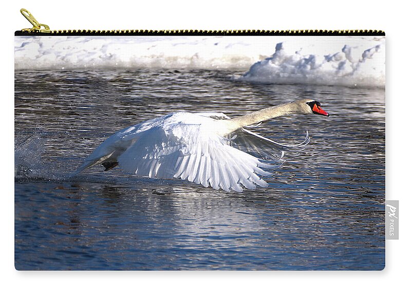 Mute Zip Pouch featuring the photograph Mute Swan Wings Forward by Flinn Hackett