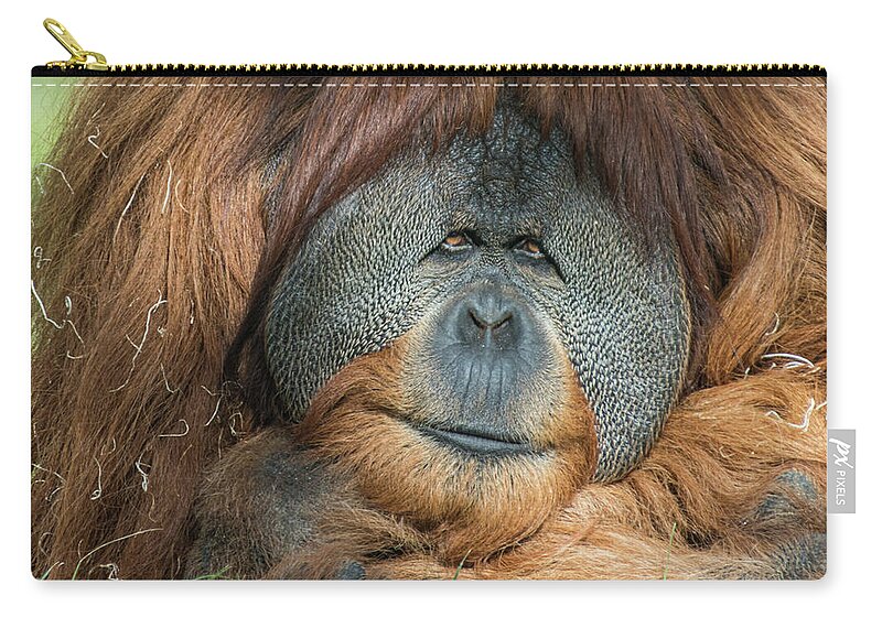 Brown Zip Pouch featuring the photograph My Friendly Look by David Levin
