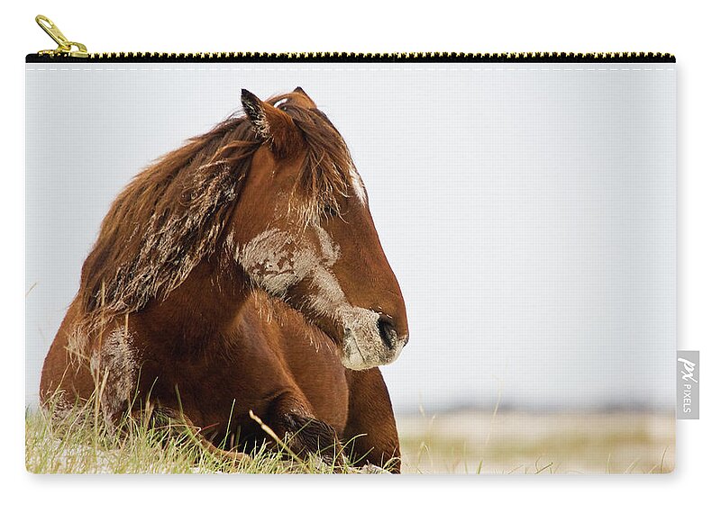 Wild Horse Zip Pouch featuring the photograph Napping Wild Mustang Wakes Up by Bob Decker