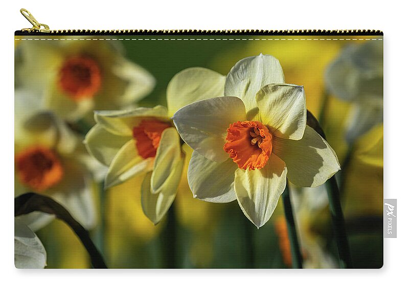 Afternoon Zip Pouch featuring the photograph Narcissus Bed by Robert Potts