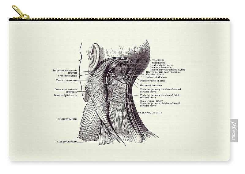 Neck Zip Pouch featuring the drawing Neck Muscular System Diagram - Vintage Anatomy 2 by Vintage Anatomy Prints