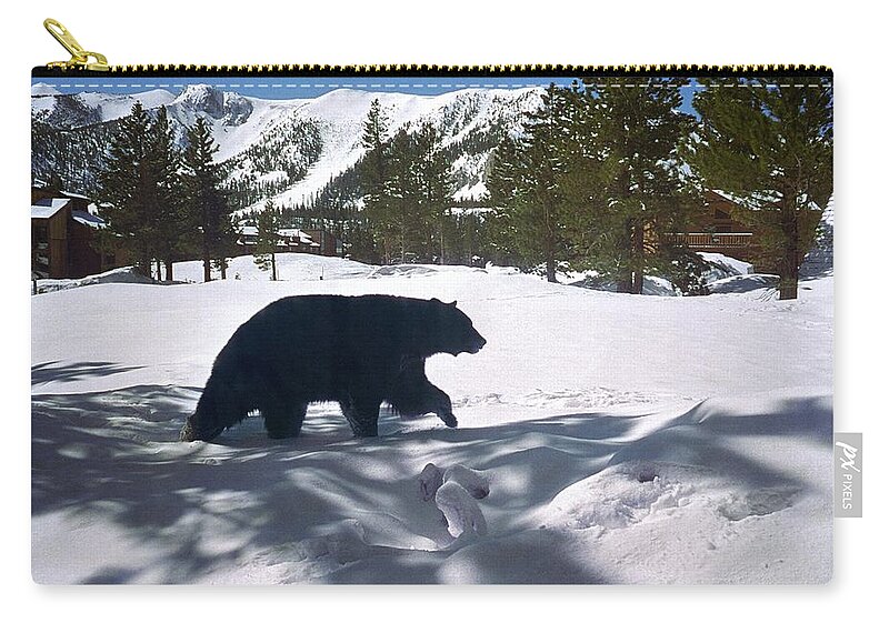 Tracks Zip Pouch featuring the photograph Neighborhood Bear, Mammoth Lakes, Making Tracks by Bonnie Colgan