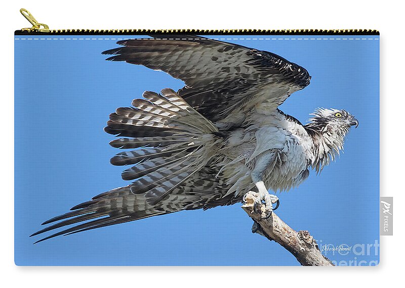 Osprey Zip Pouch featuring the photograph Nesting Osprey 2020 by Deborah Benoit