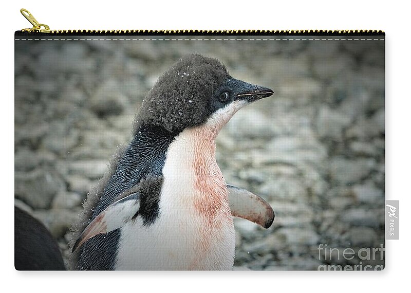 Adelie Penquin Antarctica Zip Pouch featuring the photograph New Adelie by Darcy Dietrich