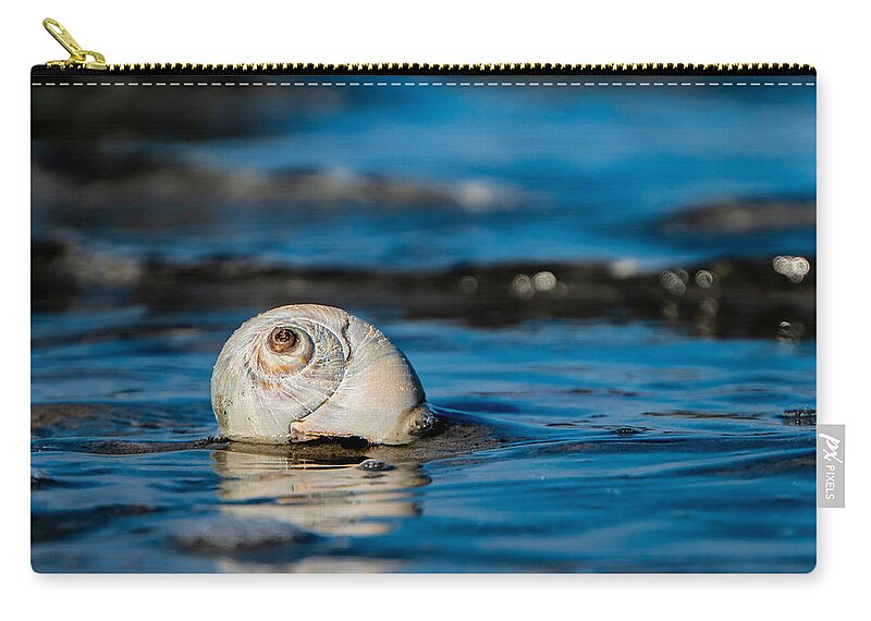 Shell Beach Water Ocean Zip Pouch featuring the photograph New England beach shell by Adam Green