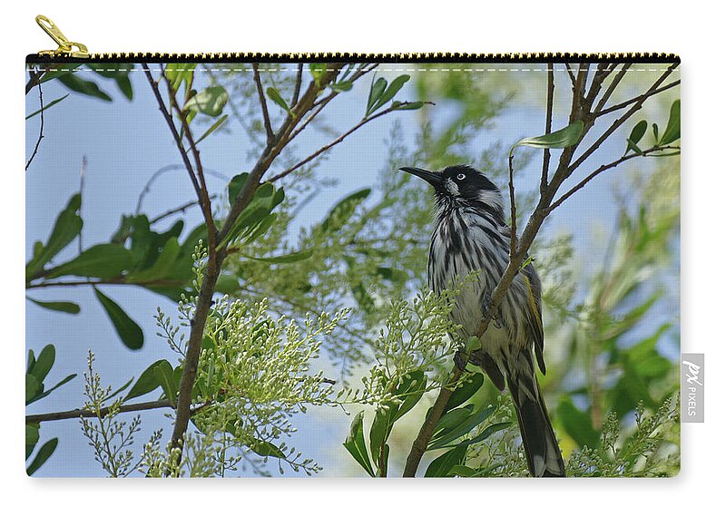 Animals Zip Pouch featuring the photograph New Holland Honey Eater Perched 2 by Maryse Jansen