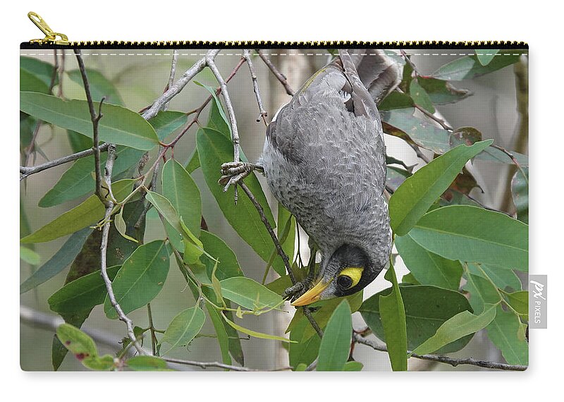 Animals Zip Pouch featuring the photograph Noisy Miner by Maryse Jansen