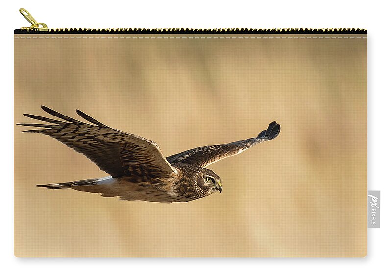 Nature Zip Pouch featuring the photograph Northern Harrier, female by Linda Shannon Morgan