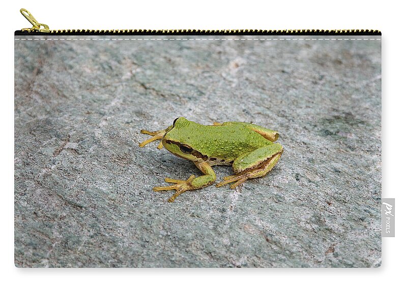 Wildlife Photos Zip Pouch featuring the photograph Northern Pacific Tree Frog by Joan Septembre