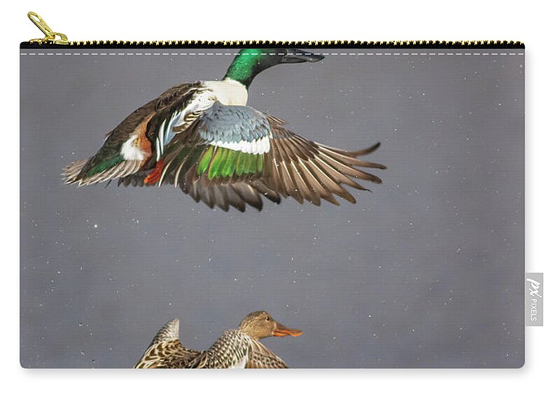 Wildlife Reserve Zip Pouch featuring the photograph Northern Shoveler Pair Lift Off by Mark Miller