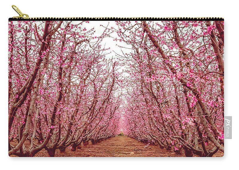 Blossom Trail Zip Pouch featuring the photograph Old Fruit Trees With New Blossoms by Elvira Peretsman