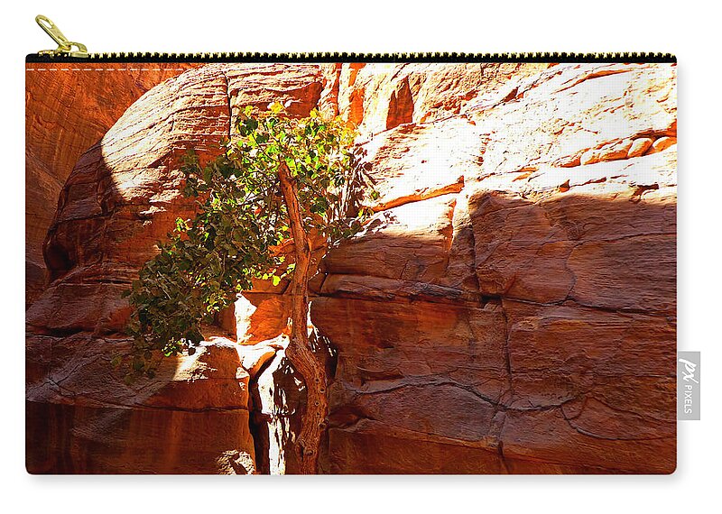 Tree Zip Pouch featuring the photograph Olive Tree Petra Jordan by Tina Mitchell