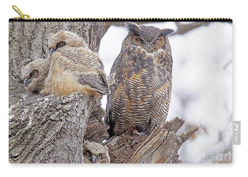 Great Horned Owl Zip Pouch featuring the photograph One Eye Open by Natural Focal Point Photography