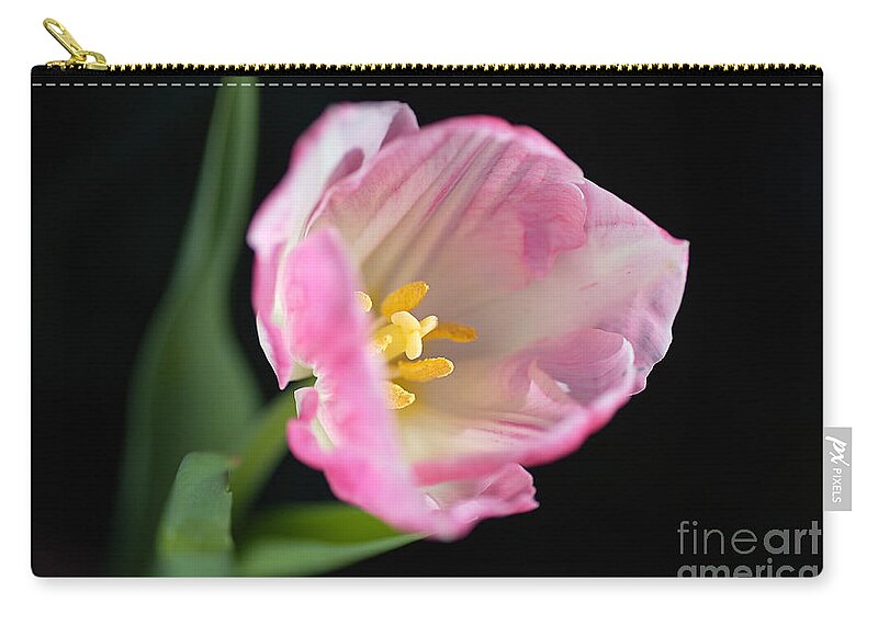 Disambiguation Zip Pouch featuring the photograph Opening Pink Soft White Tulip by Joy Watson