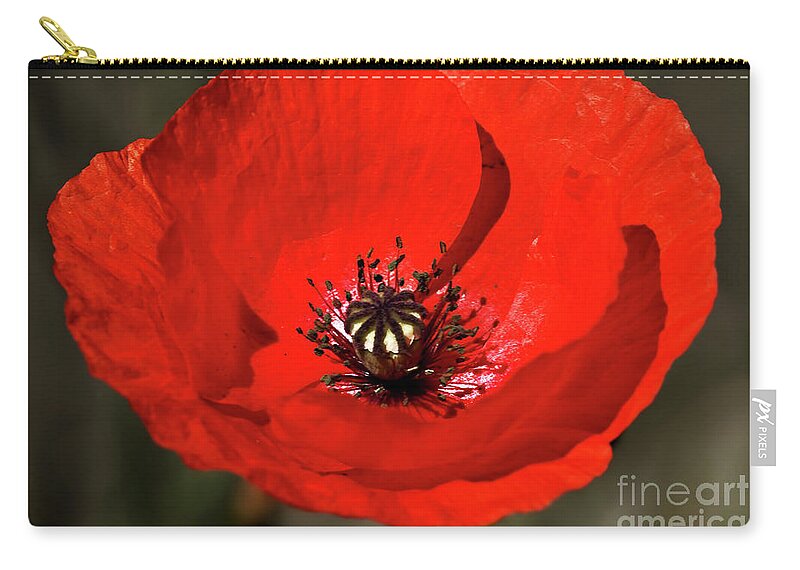 Beautiful Carry-all Pouch featuring the photograph Oriental summer Poppy by Stephen Melia