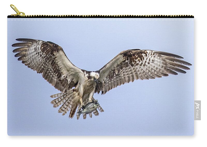  Zip Pouch featuring the photograph Osprey #1 by Carla Brennan