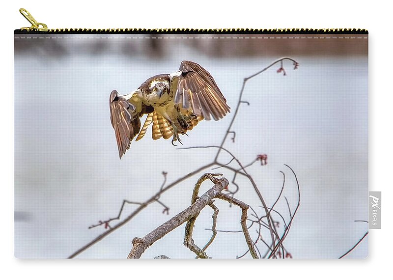 Bird Carry-all Pouch featuring the photograph Osprey - Coming At You by Ron Grafe