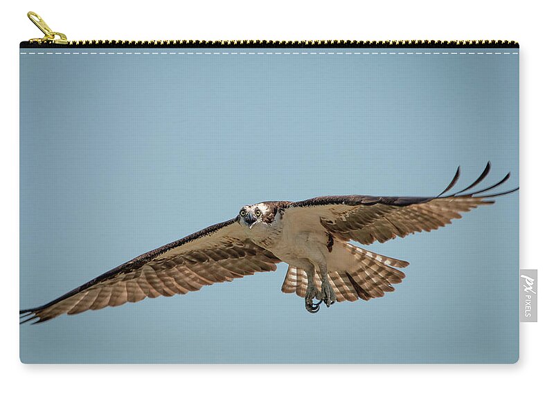 Wild Zip Pouch featuring the photograph Osprey in Flight by Kristia Adams
