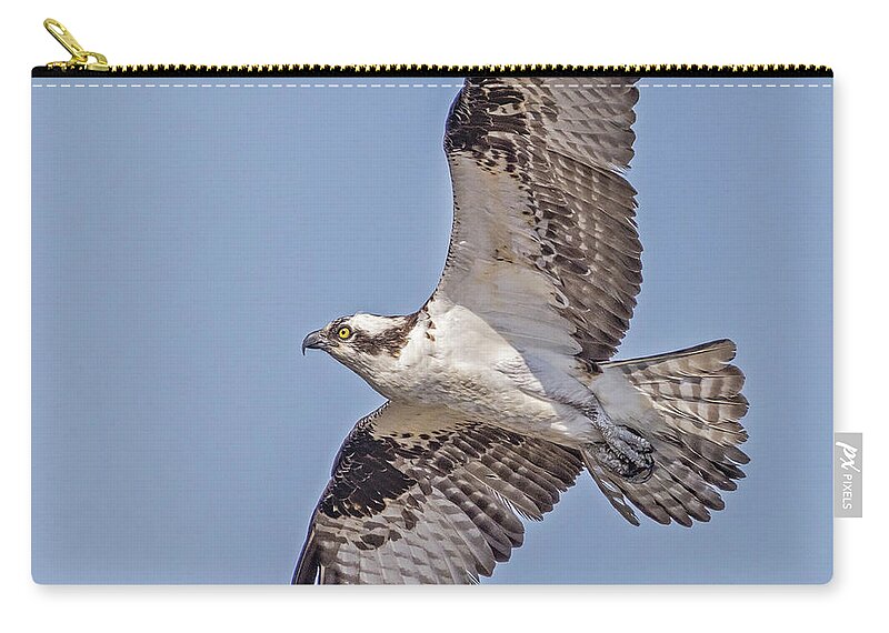Osprey Zip Pouch featuring the photograph Osprey In Flight by Susan Candelario