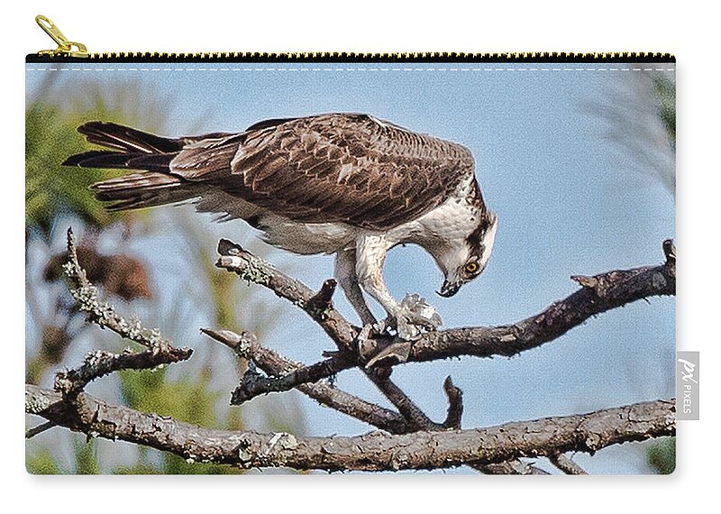 Osprey Zip Pouch featuring the photograph Osprey Lunch Time by Joe Granita