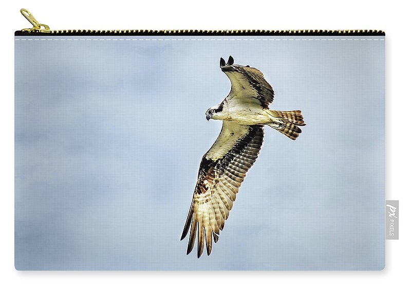 Bird Zip Pouch featuring the photograph Osprey on the Hunt by Fon Denton
