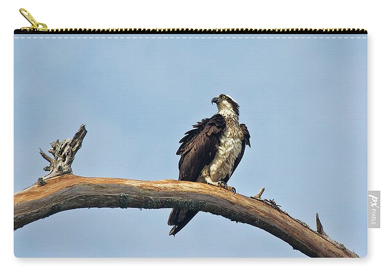 Osprey Zip Pouch featuring the photograph Osprey Perched Above White Oak River in the Croatan by Bob Decker