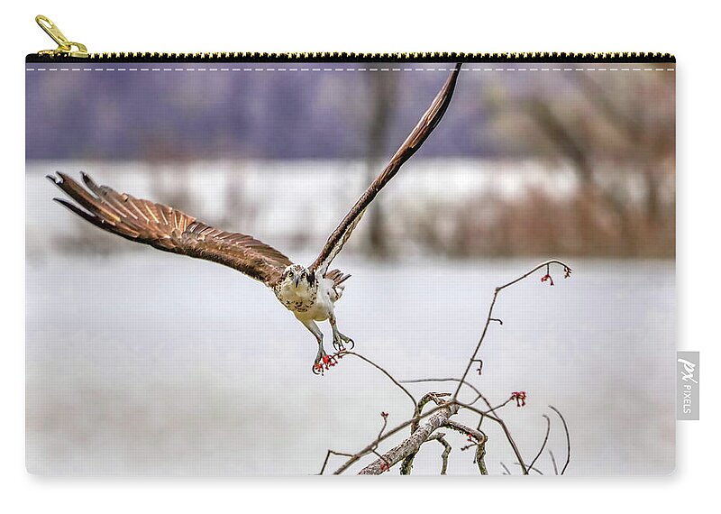 Bird Carry-all Pouch featuring the photograph Osprey Taking off by Ron Grafe