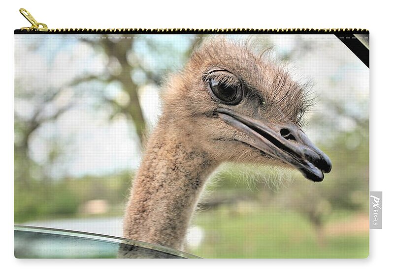 Ostrich Flat Card Case