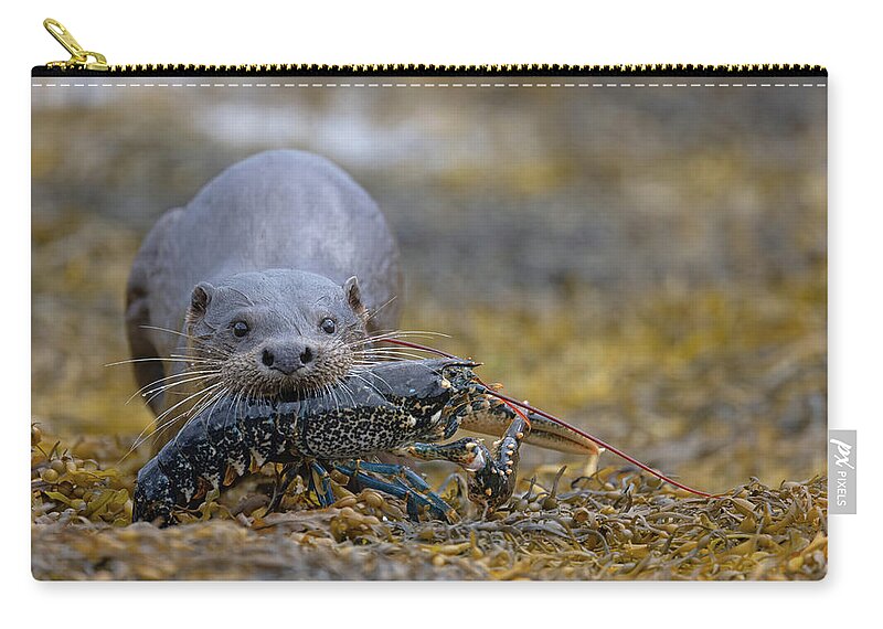 Eurasian Carry-all Pouch featuring the photograph Otter Bringing Ashore A Lobster by Pete Walkden
