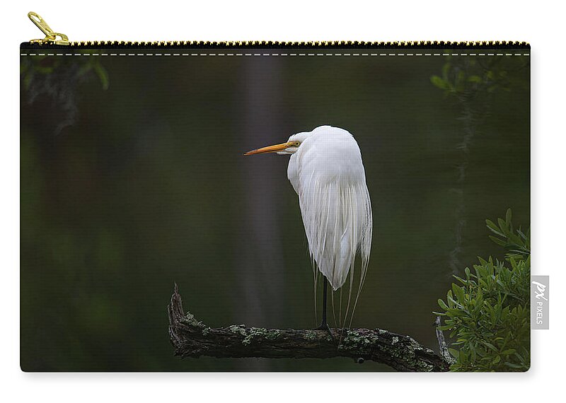 Egre Zip Pouch featuring the photograph Out on a Limb - Great White Heron by Dale Powell