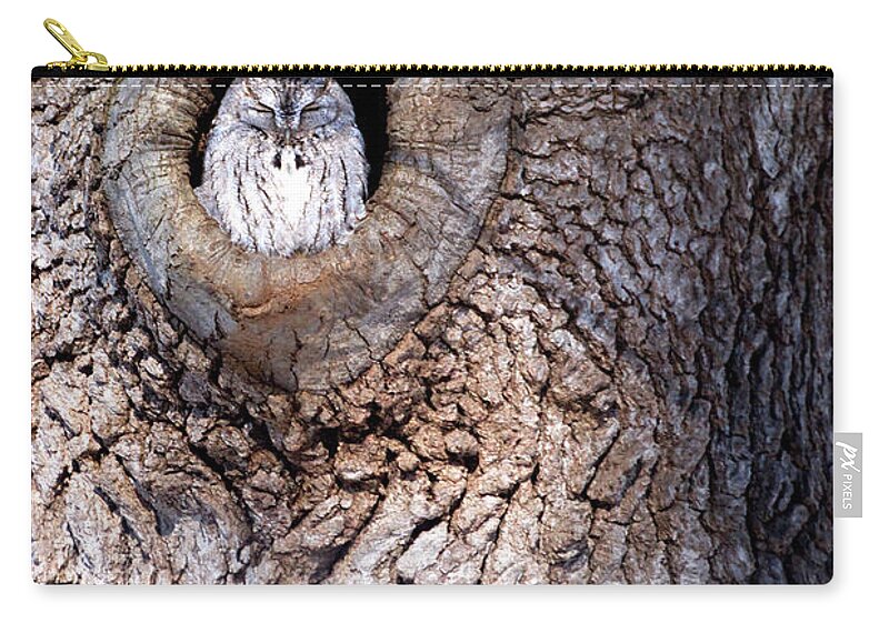 Owl Zip Pouch featuring the photograph Owl Roosting by Flinn Hackett