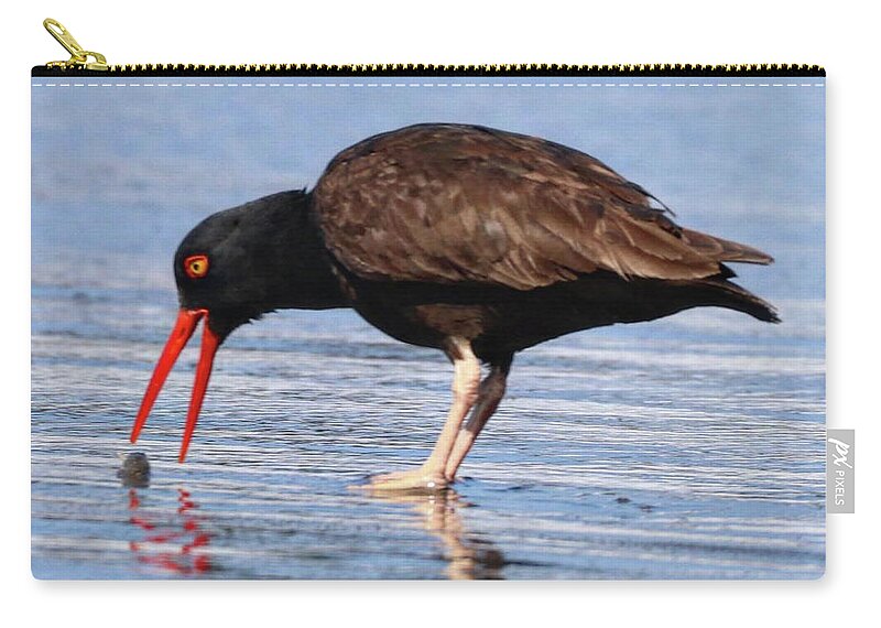 Oyster Catcher Zip Pouch featuring the photograph Oyster Catcher by Perry Hoffman