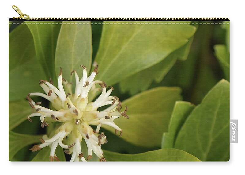 Pachysandra Zip Pouch featuring the photograph Pachysandra - 1 by Jeffrey Peterson
