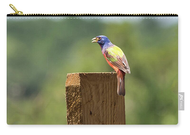 Painted Bunting Zip Pouch featuring the photograph Painted Bunting by Joe Granita