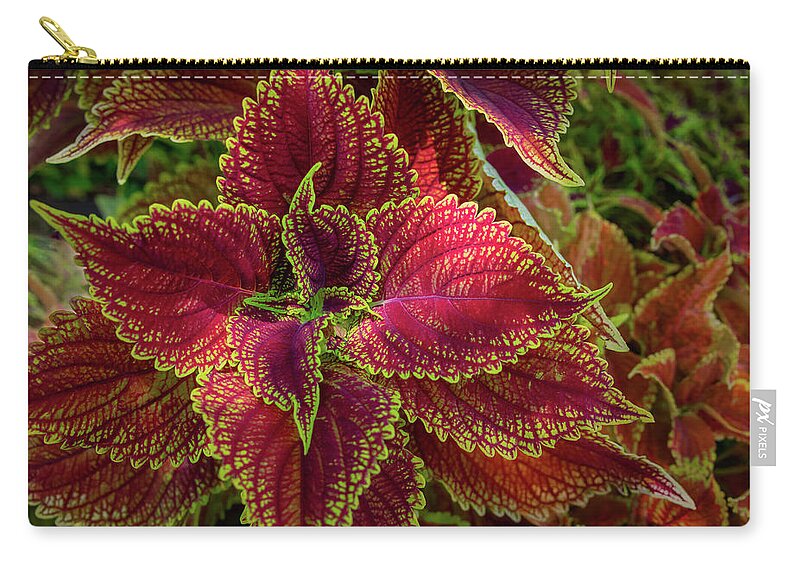 Foliage Zip Pouch featuring the photograph Painted Nettle-1 by John Kirkland
